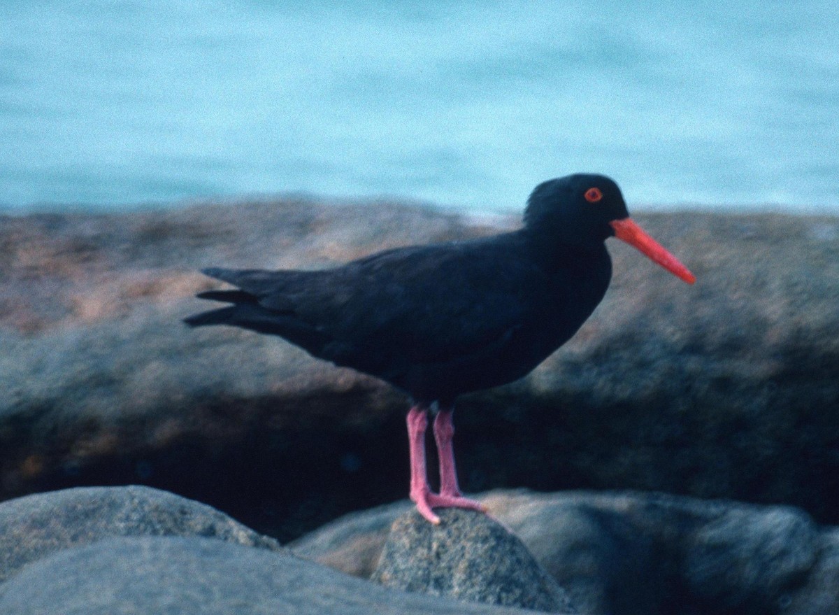 Sooty Oystercatcher - ML204228621