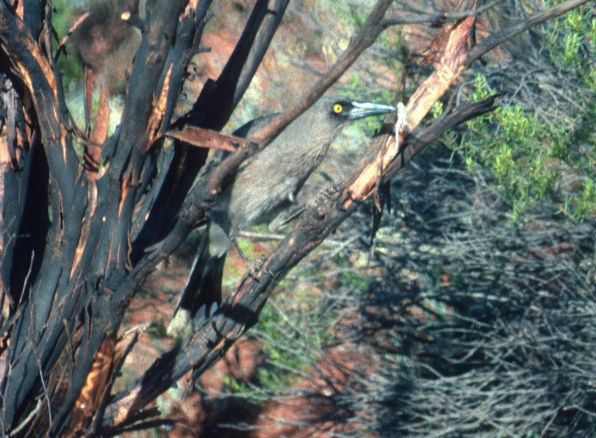 Gray Currawong - Lorenzo Vinciguerra