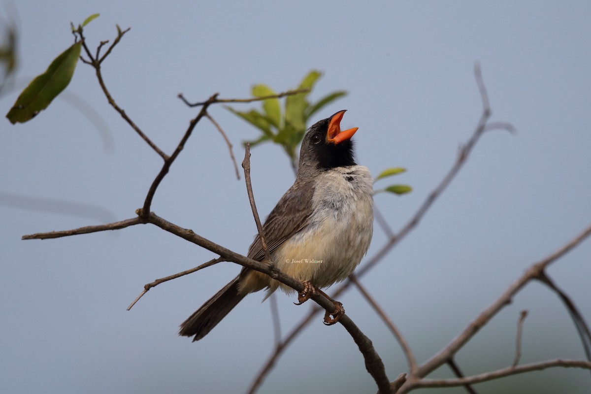 Black-throated Saltator - ML204229141