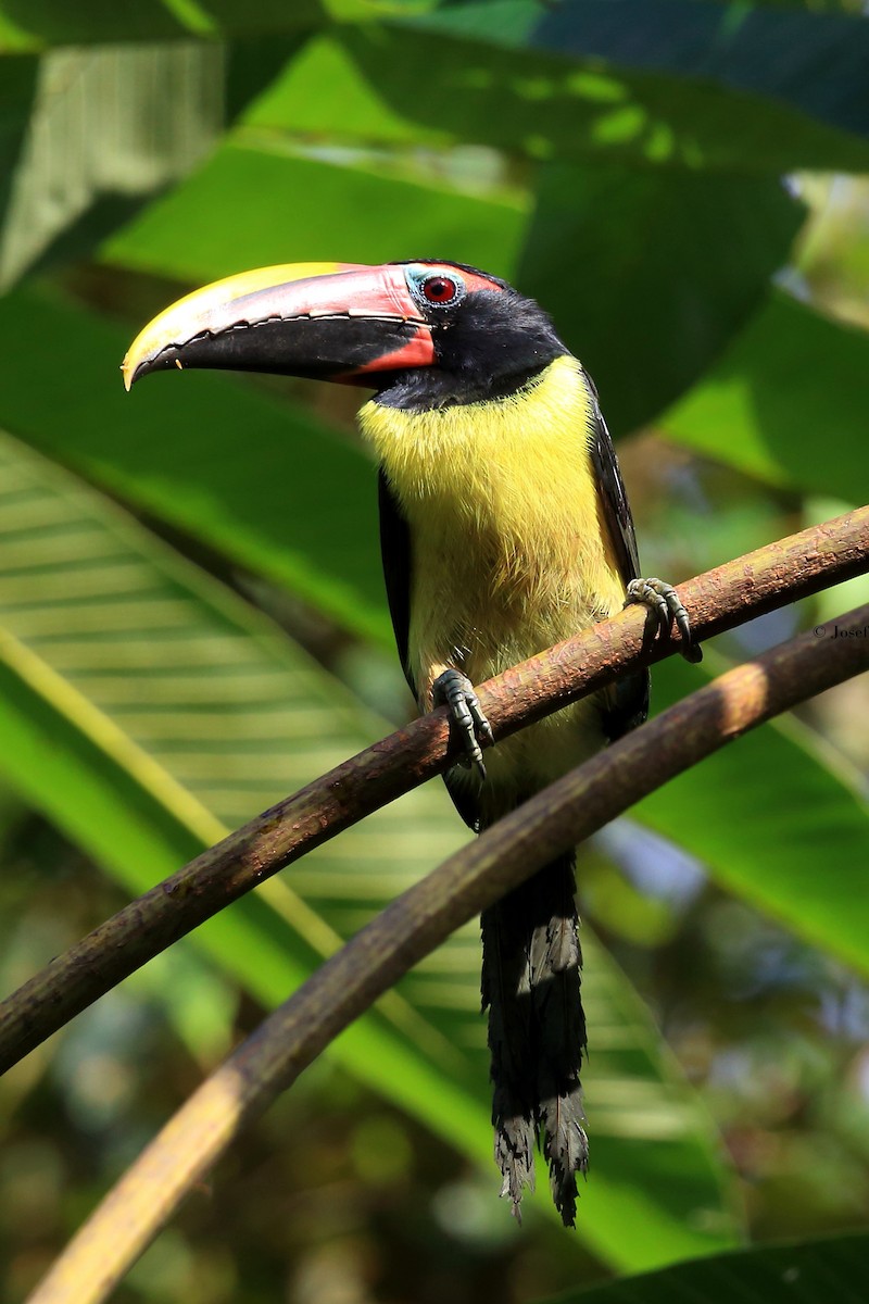 Green Aracari - Josef Widmer