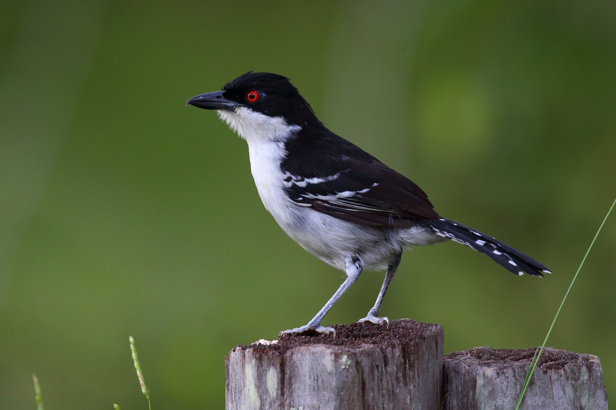 Great Antshrike - Josef Widmer