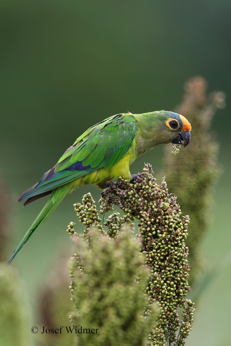 Peach-fronted Parakeet - ML204229631