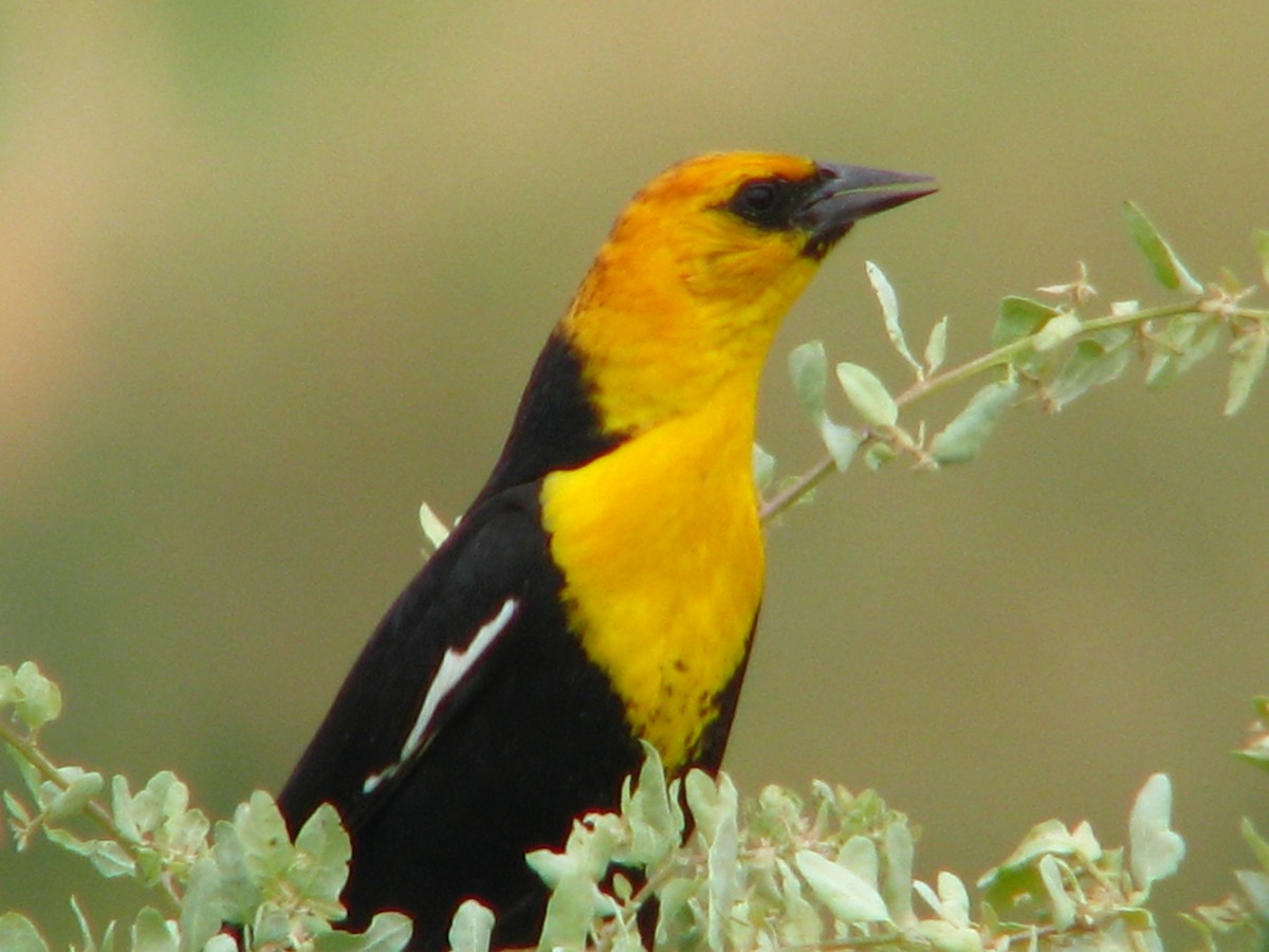Yellow-headed Blackbird - ML204230001