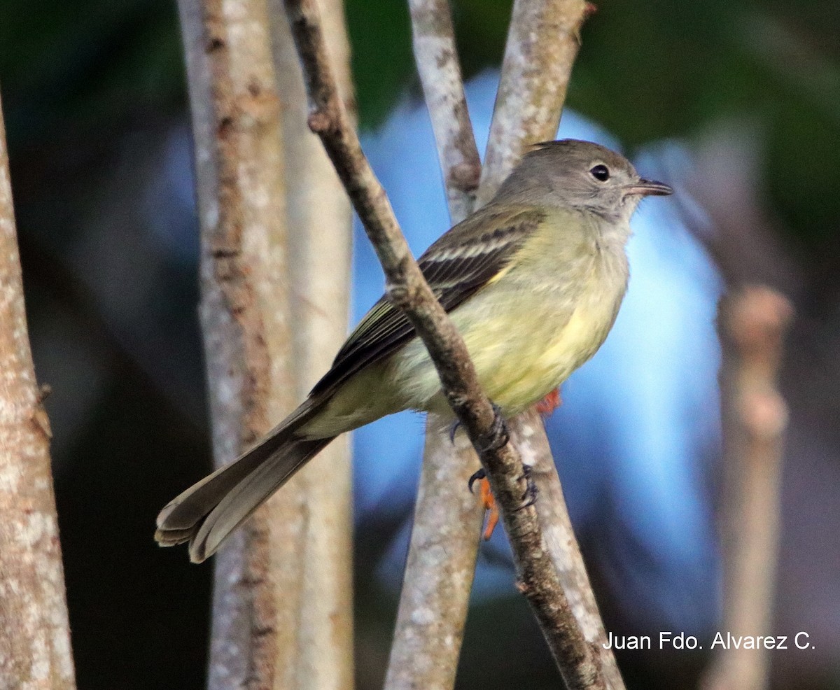 Yellow-bellied Elaenia - JUAN FERNANDO ALVAREZ CASTRO