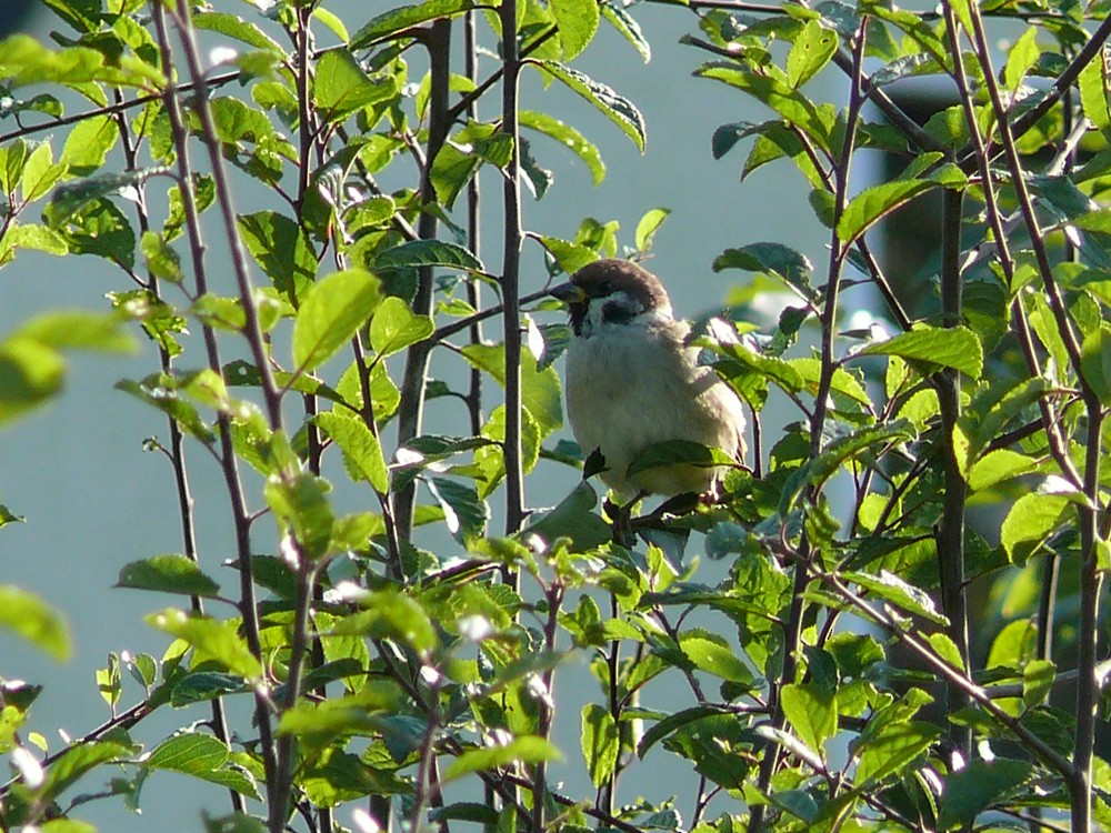 Eurasian Tree Sparrow - ML204230991