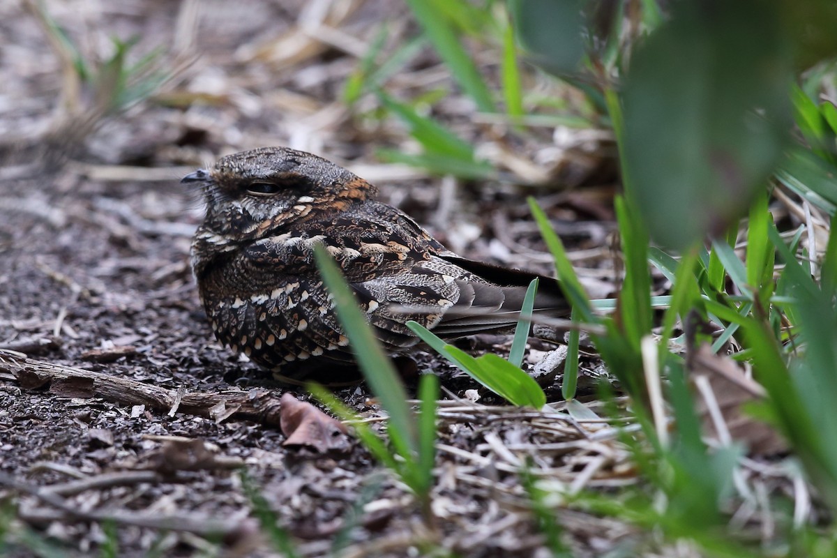 Scissor-tailed Nightjar - ML204231771