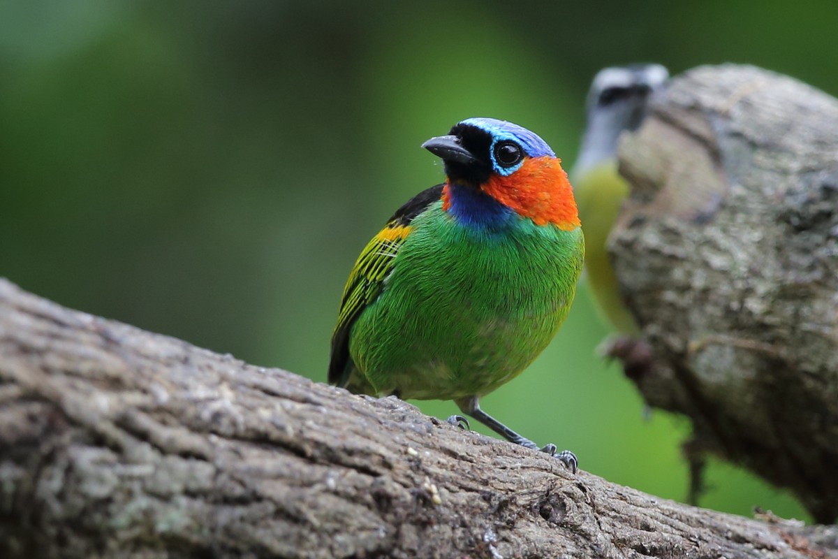 Red-necked Tanager - Josef Widmer