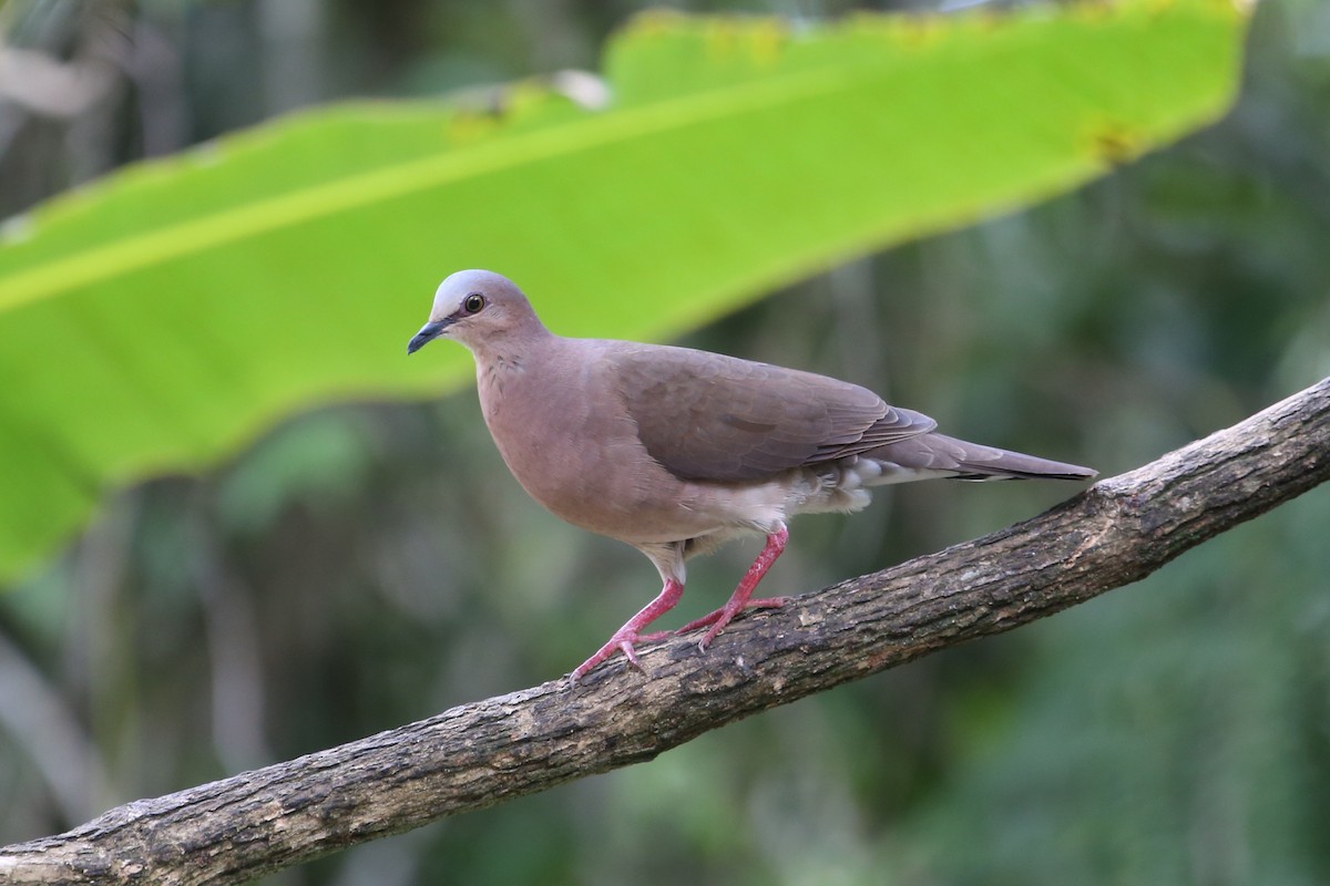 Gray-fronted Dove - ML204232221