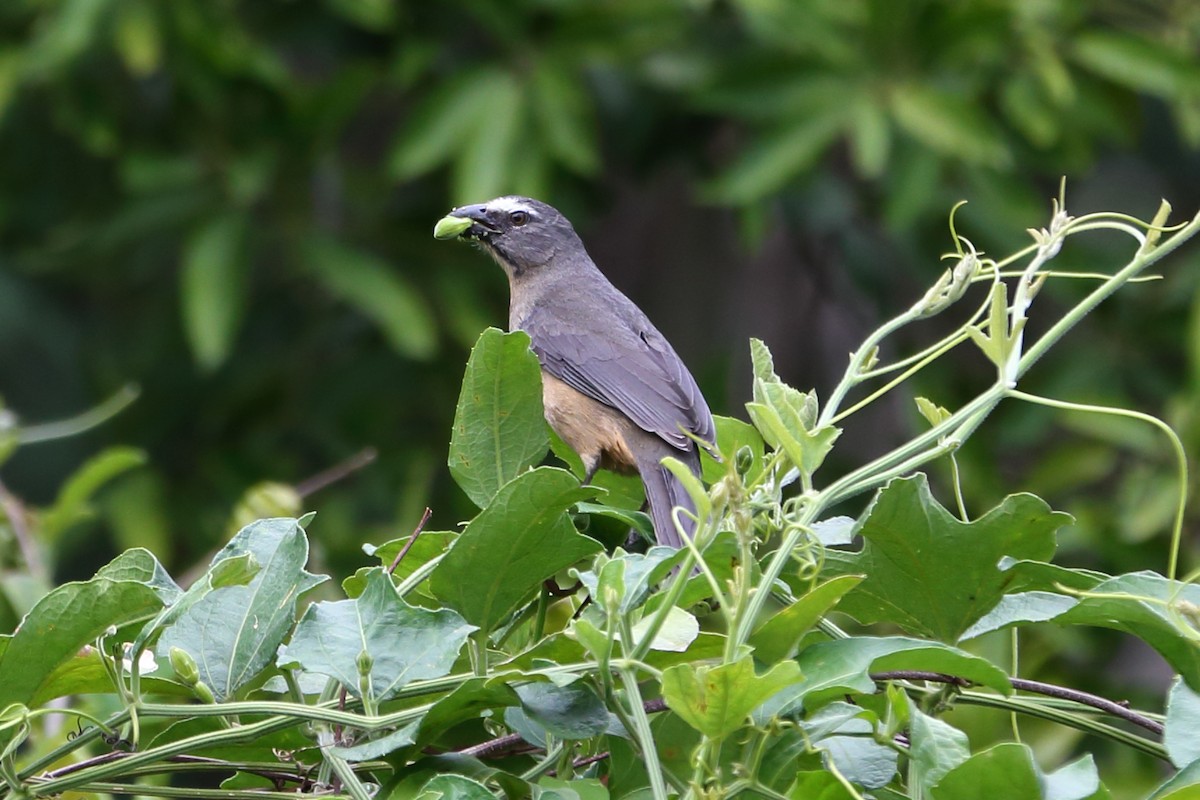 Bluish-gray Saltator - Josef Widmer