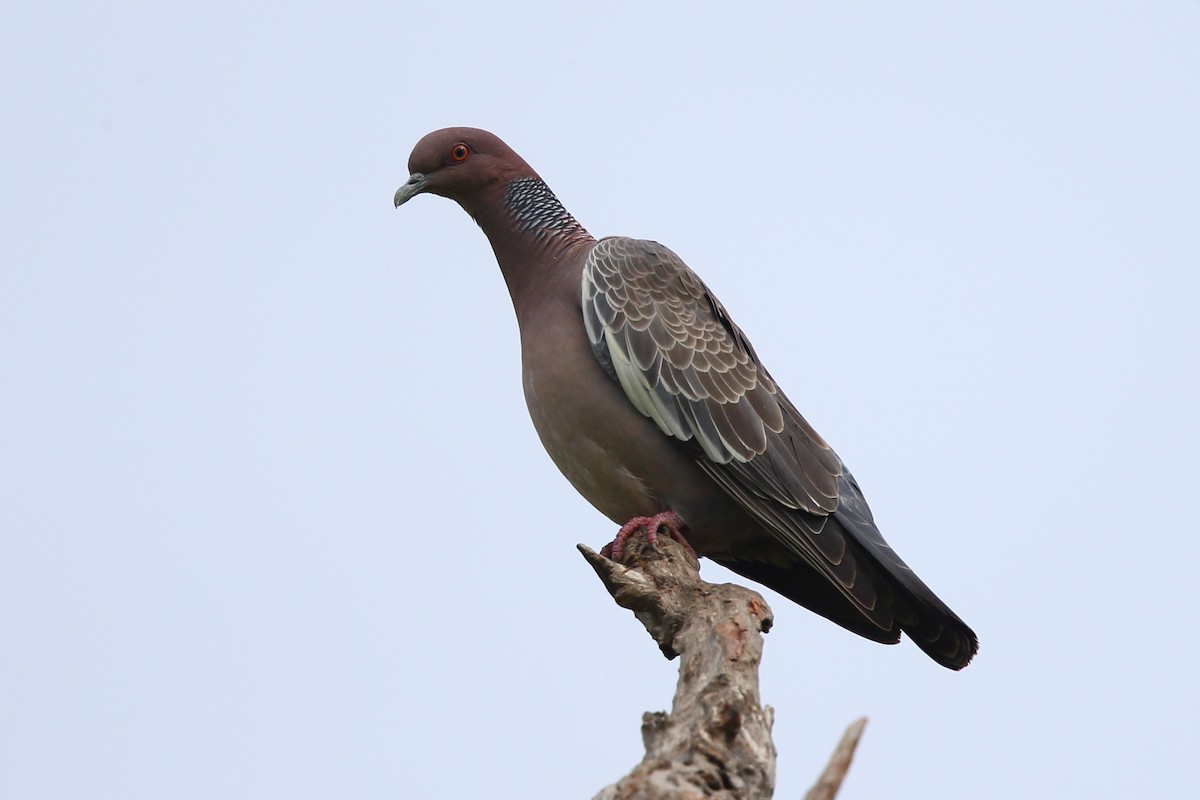 Picazuro Pigeon - ML204232421