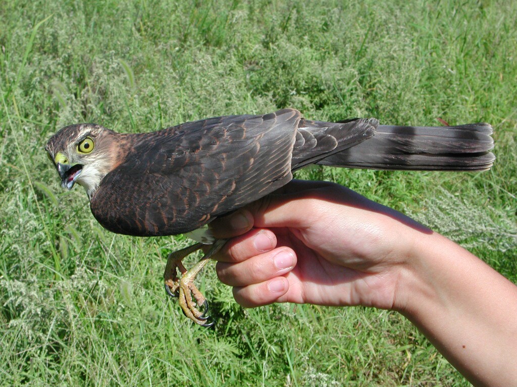 Japanese Sparrowhawk - ML204232501