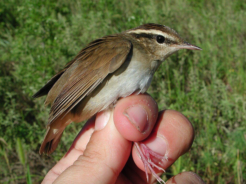 Asian Stubtail - ML204232511