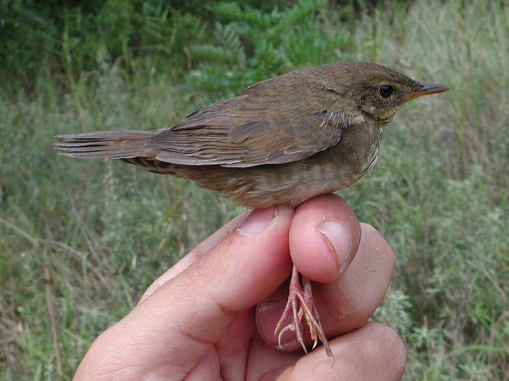 Baikal Bush Warbler - ML204232561