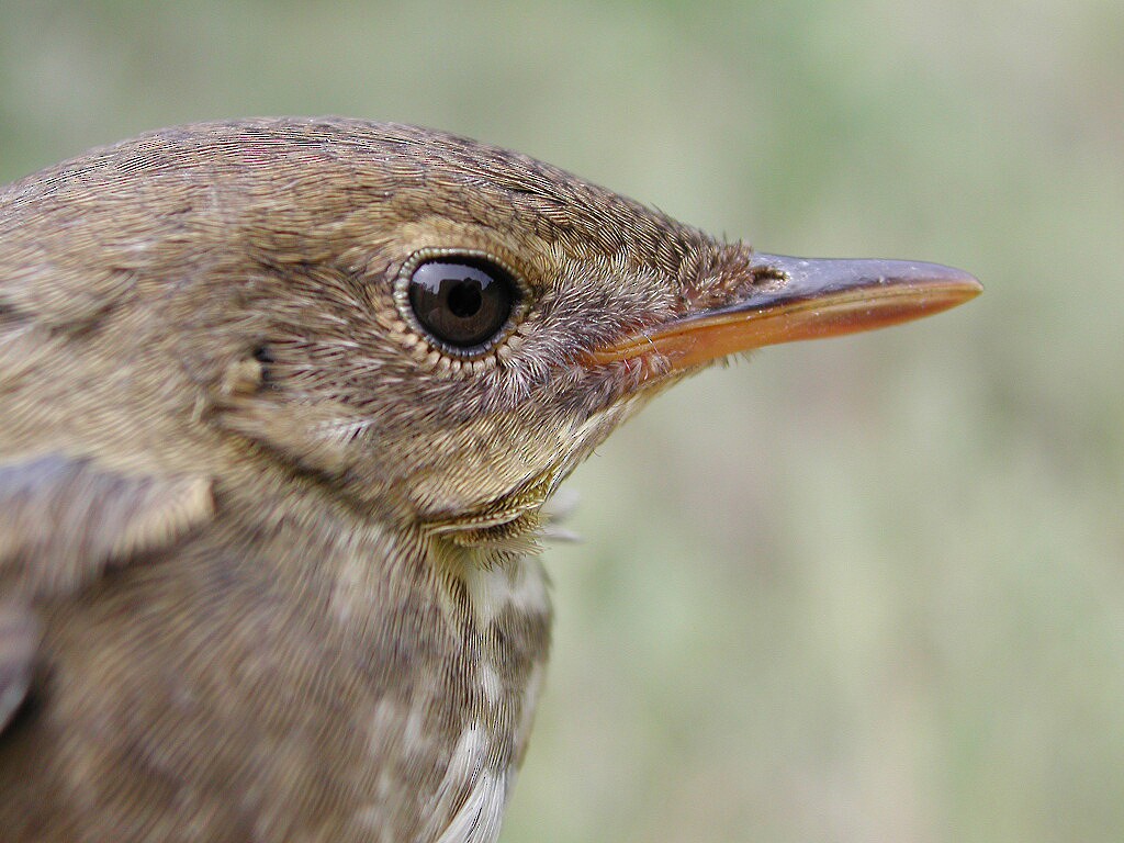 Baikal Bush Warbler - ML204232571