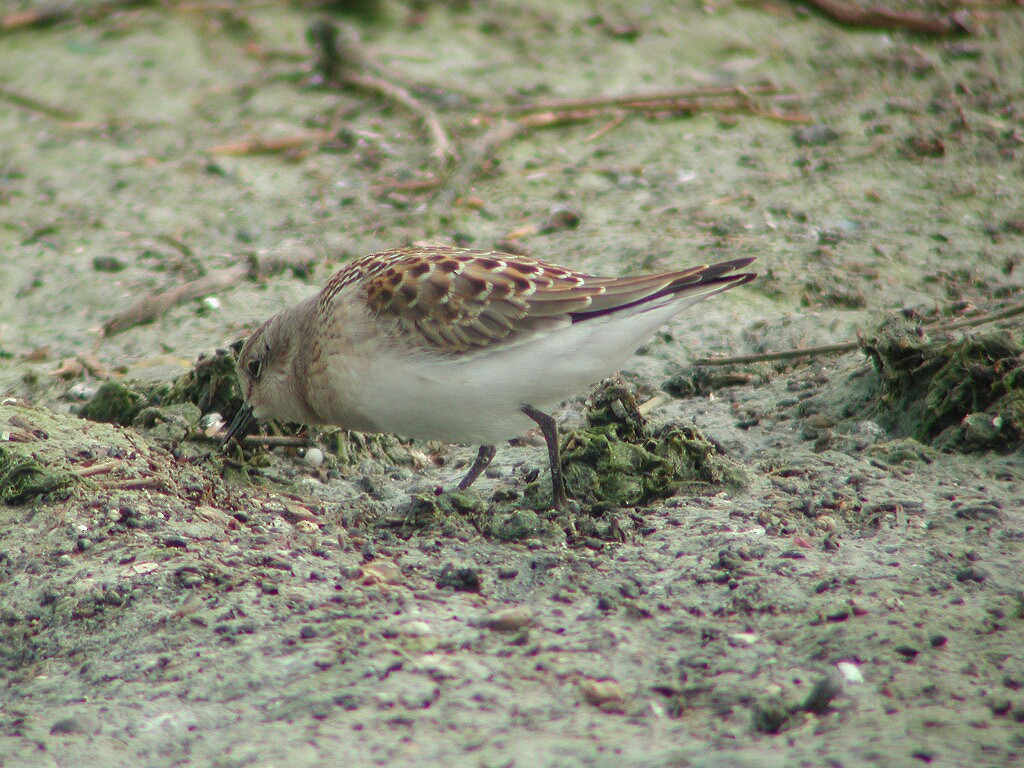 Red-necked Stint - ML204232581