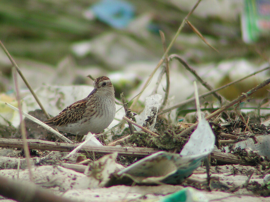 Long-toed Stint - ML204232591