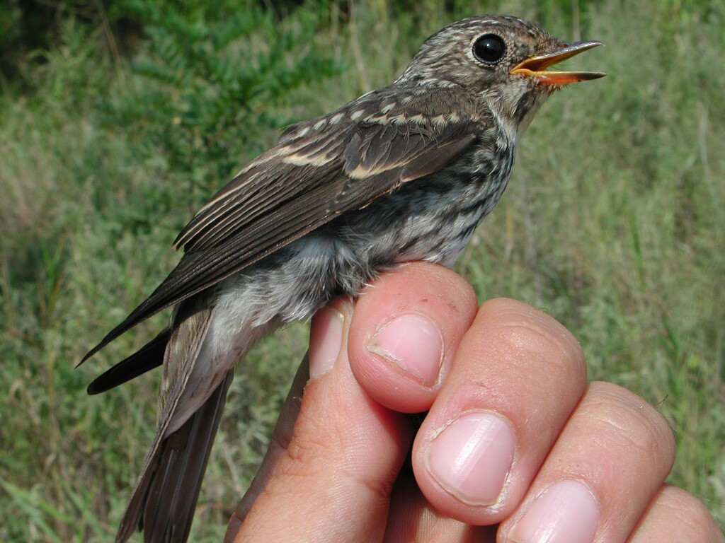 Asian Brown Flycatcher - ML204232661