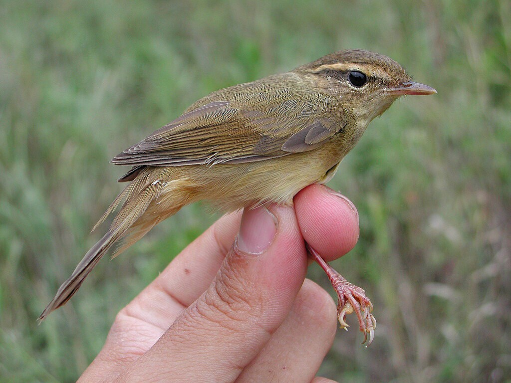Radde's Warbler - ML204232691