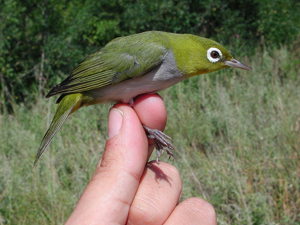 Chestnut-flanked White-eye - ML204232711