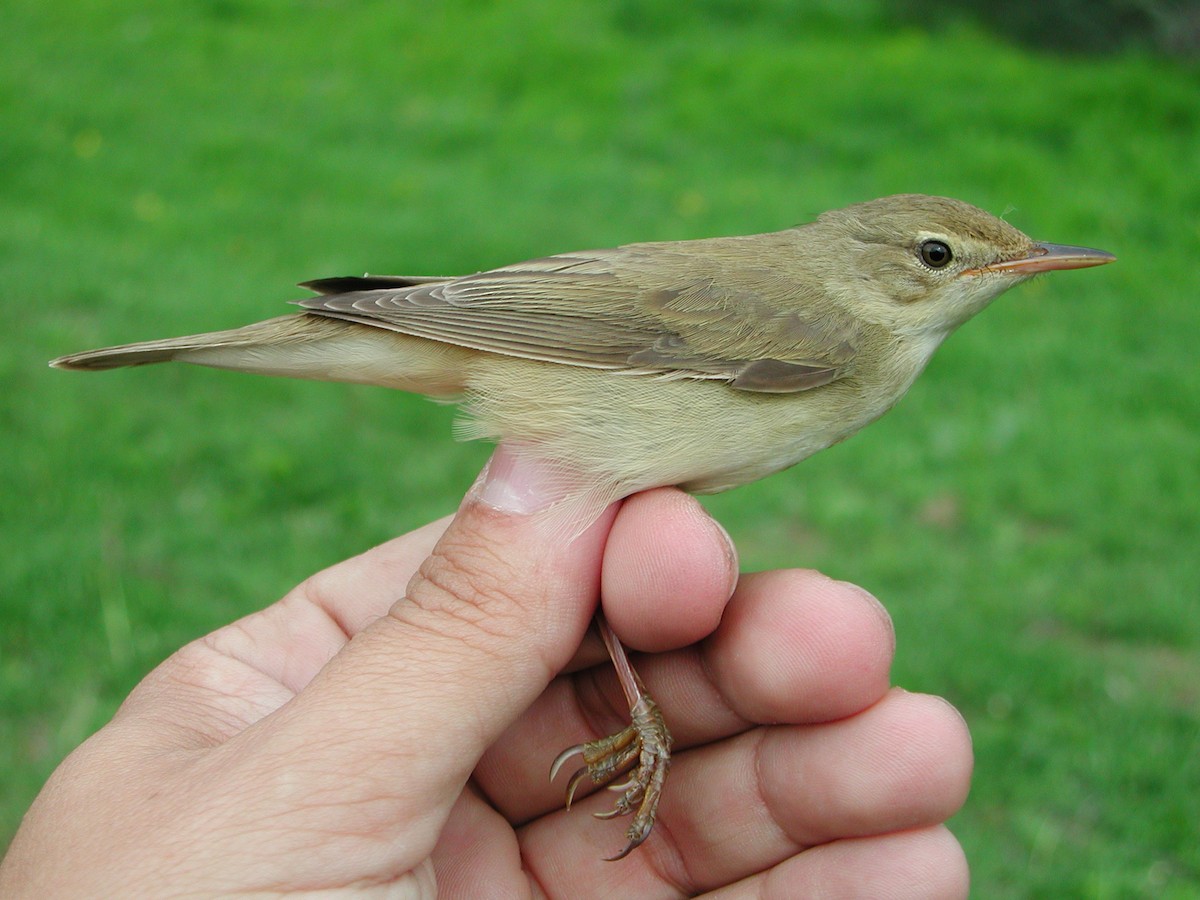 Marsh Warbler - ML204232721