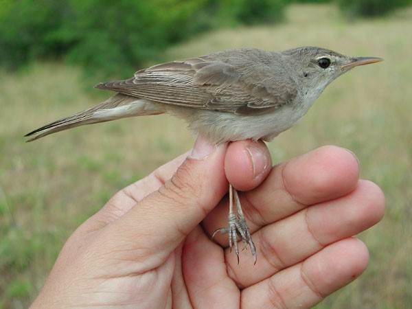 Upcher's Warbler - ML204232731