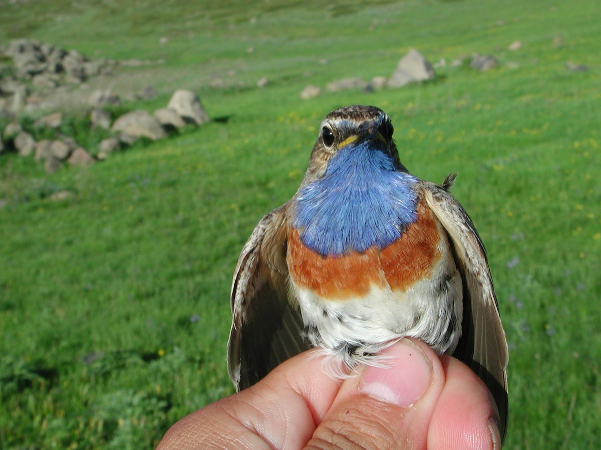Bluethroat (Red-spotted) - ML204232751