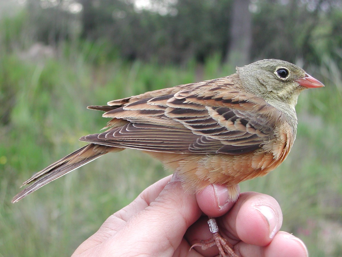 Ortolan Bunting - ML204232791