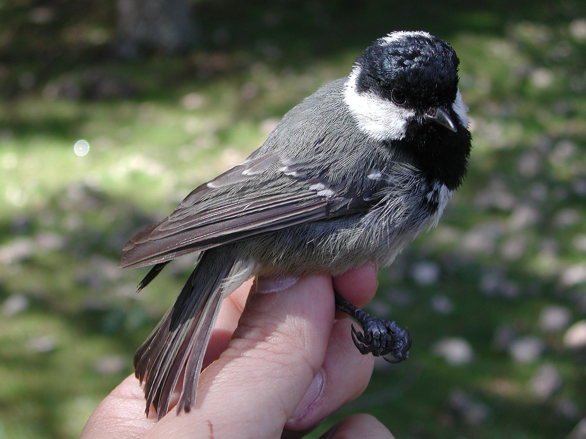 Coal Tit (Atlas) - ML204232831