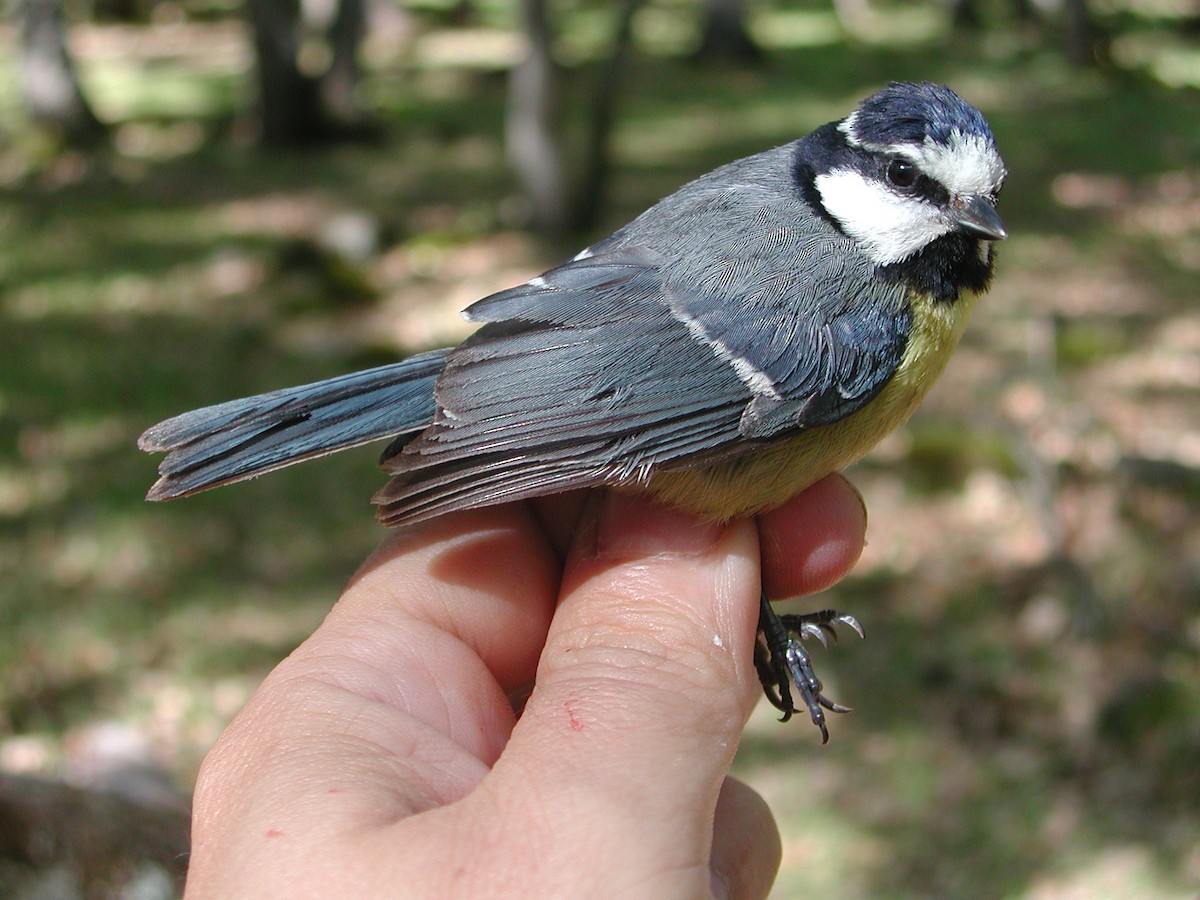 African Blue Tit - ML204232871