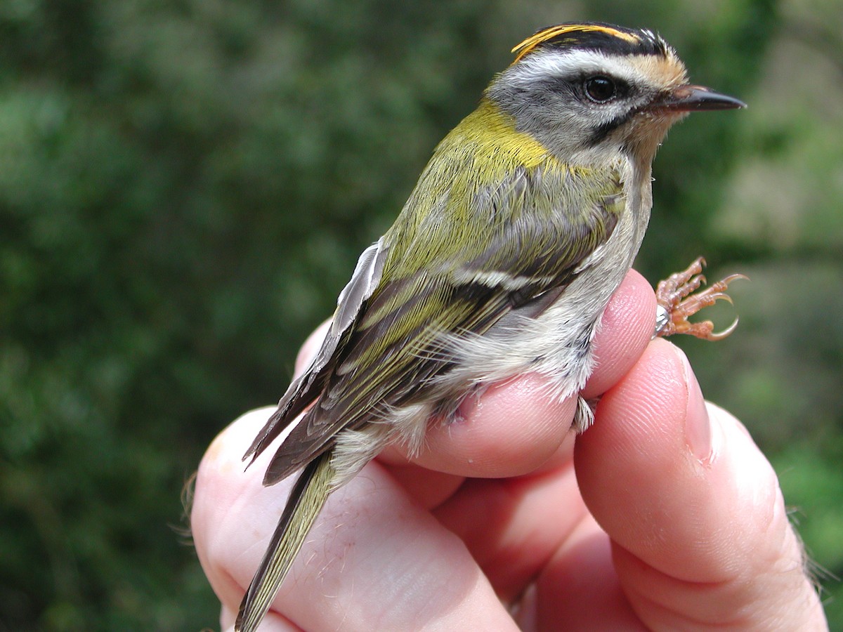 Common Firecrest - ML204232881