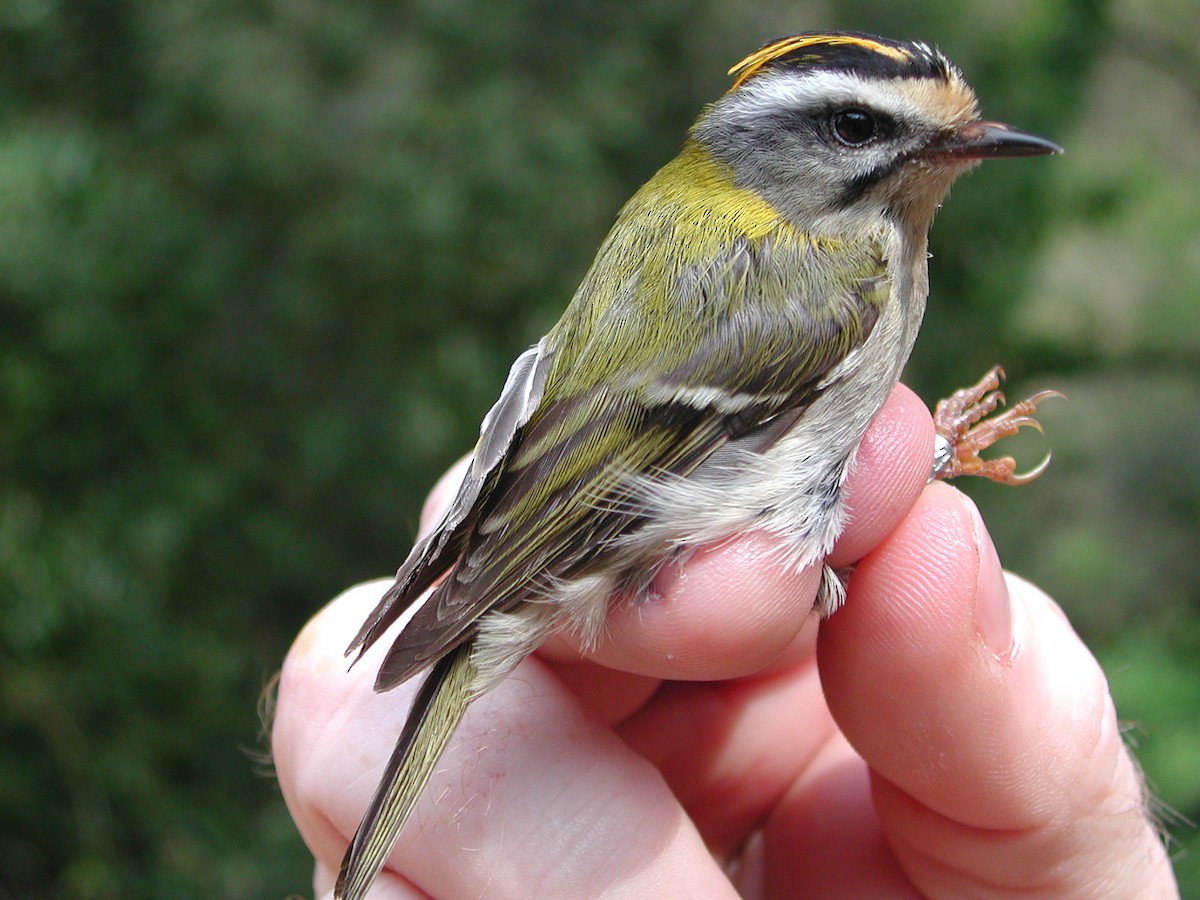 Common Firecrest - José Luis Copete