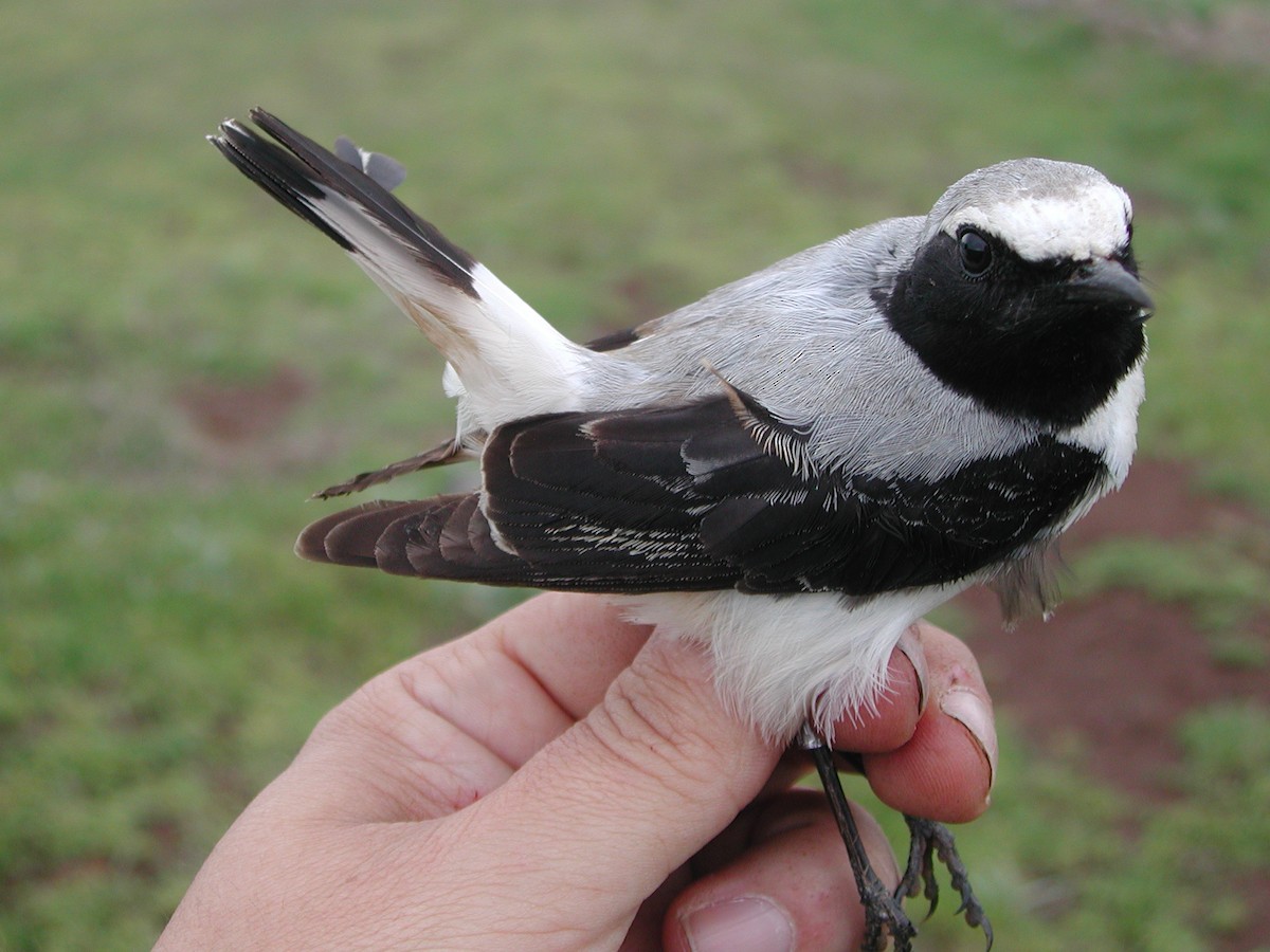 Atlas Wheatear - ML204232941