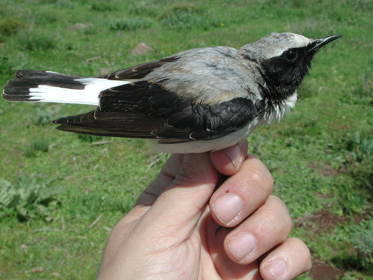 Atlas Wheatear - ML204232961