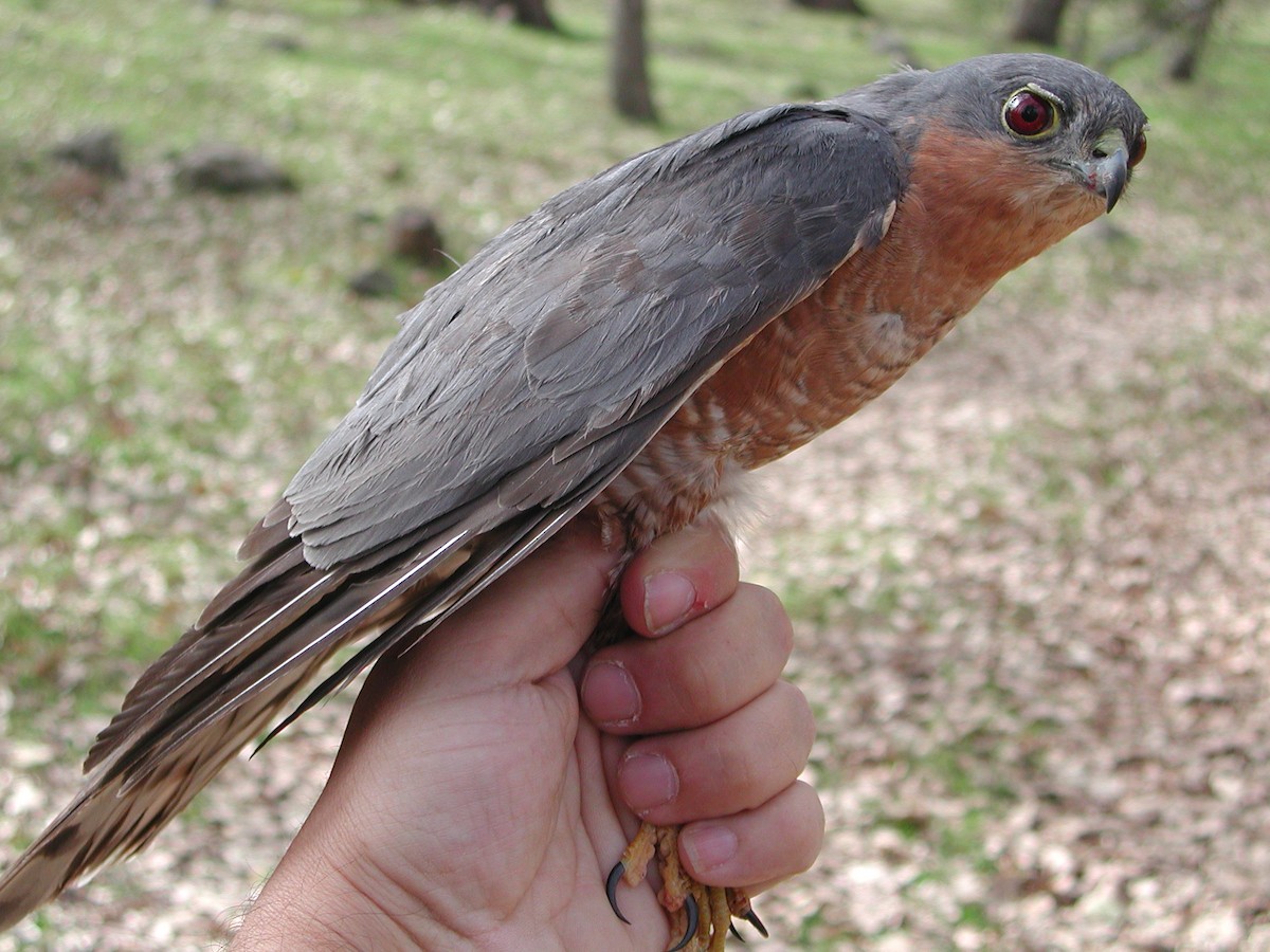 Eurasian Sparrowhawk - ML204232971