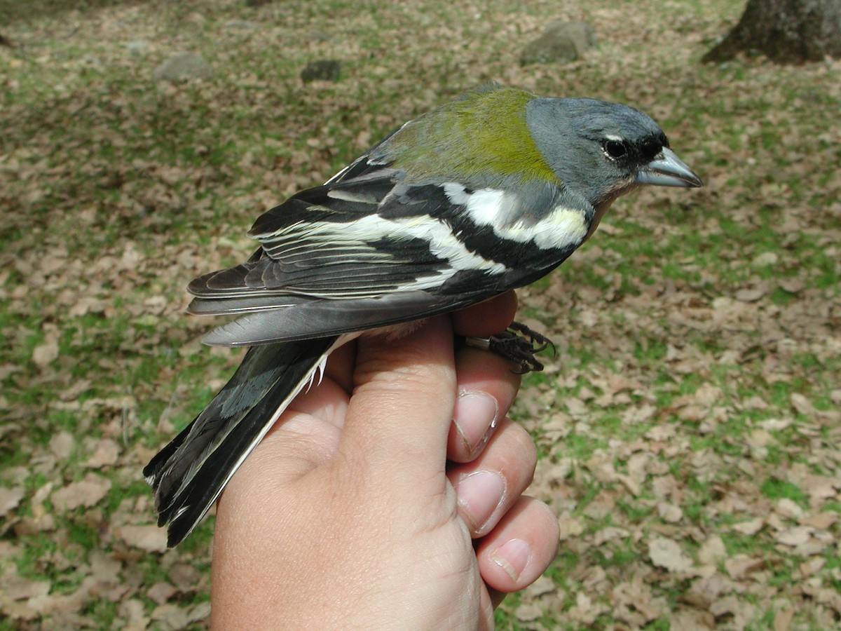 African Chaffinch (African) - ML204232991