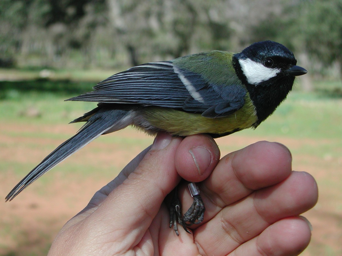 Great Tit (Great) - ML204233001