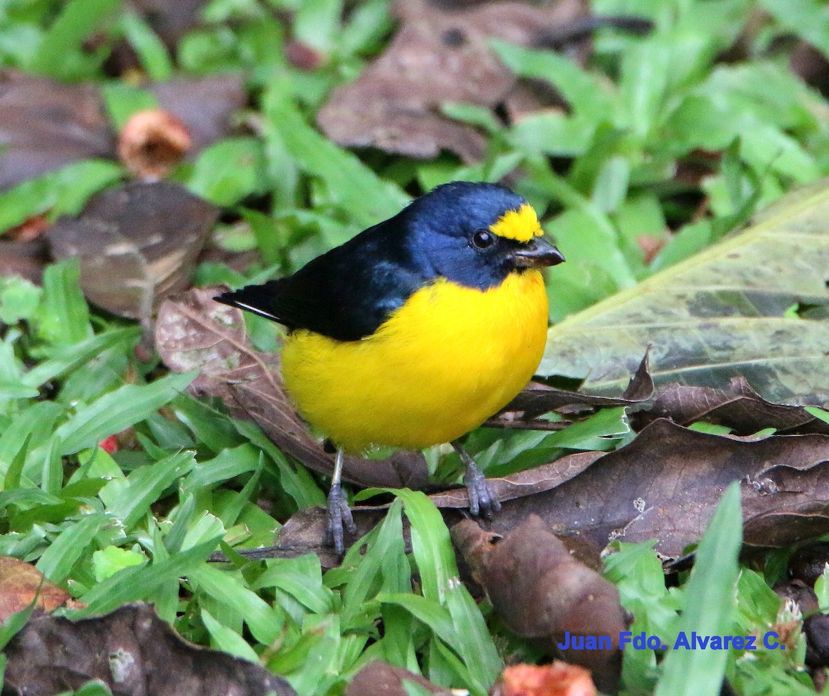 Yellow-throated Euphonia - JUAN FERNANDO ALVAREZ CASTRO