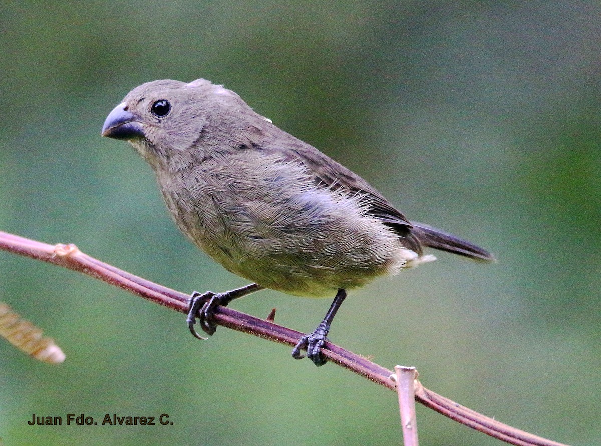 Variable Seedeater (Black) - ML204233471