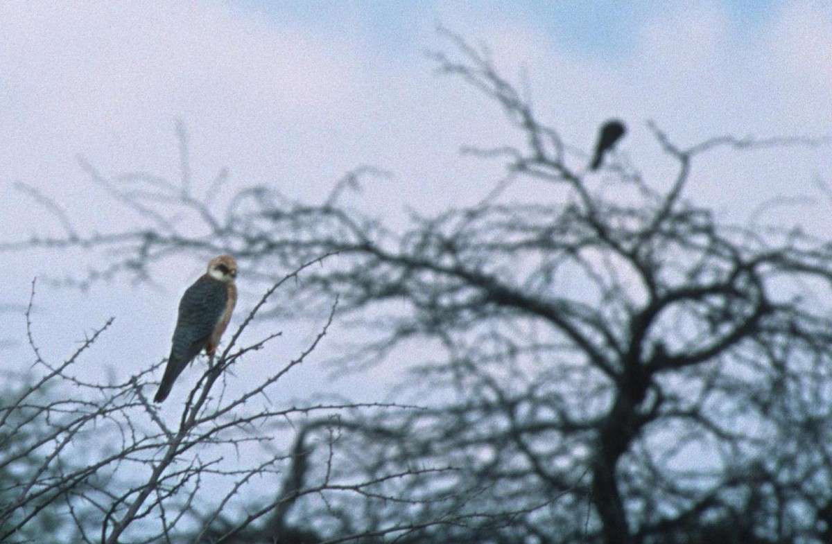 Red-footed Falcon - ML204233611