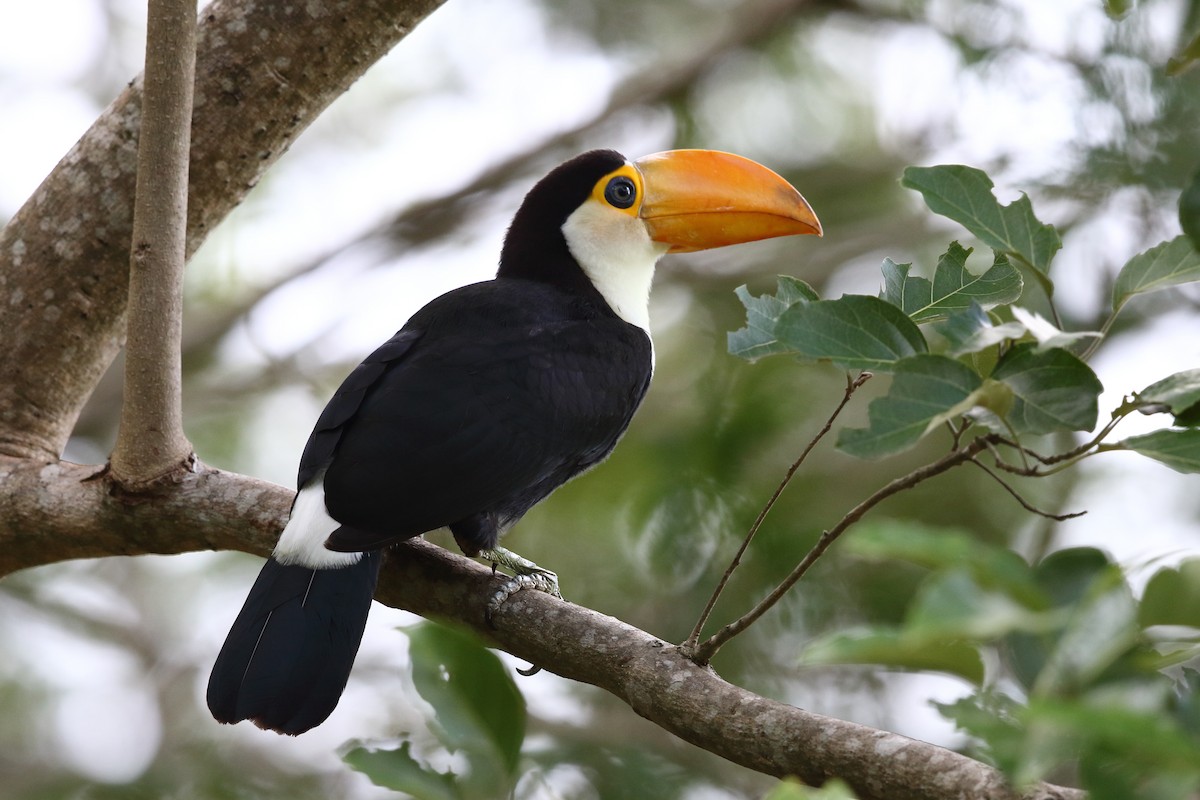 Toco Toucan - ML204234251