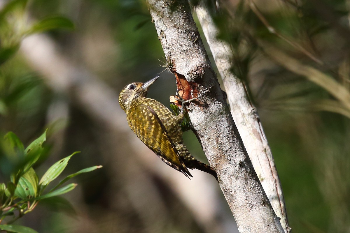 White-spotted Woodpecker - ML204234331