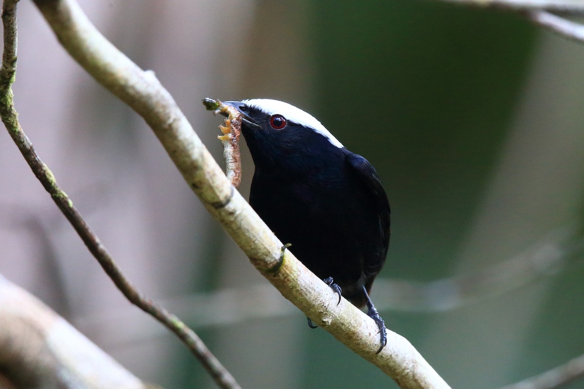 White-crowned Manakin (Guianan) - Josef Widmer