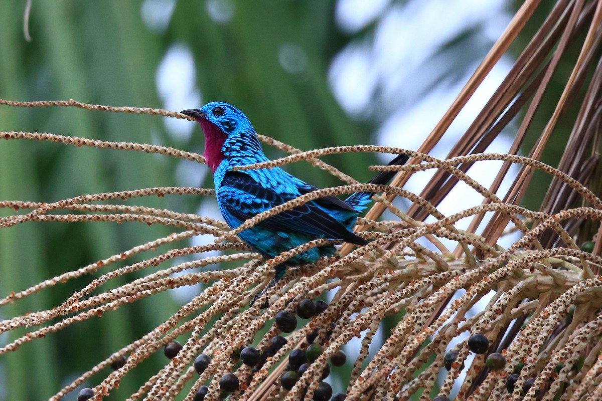 Spangled Cotinga - Josef Widmer