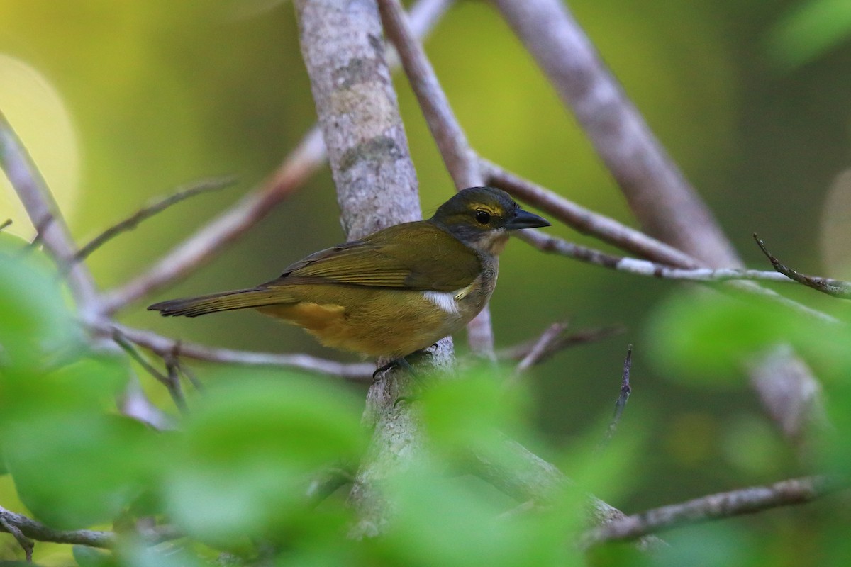 Fulvous-crested Tanager - Josef Widmer