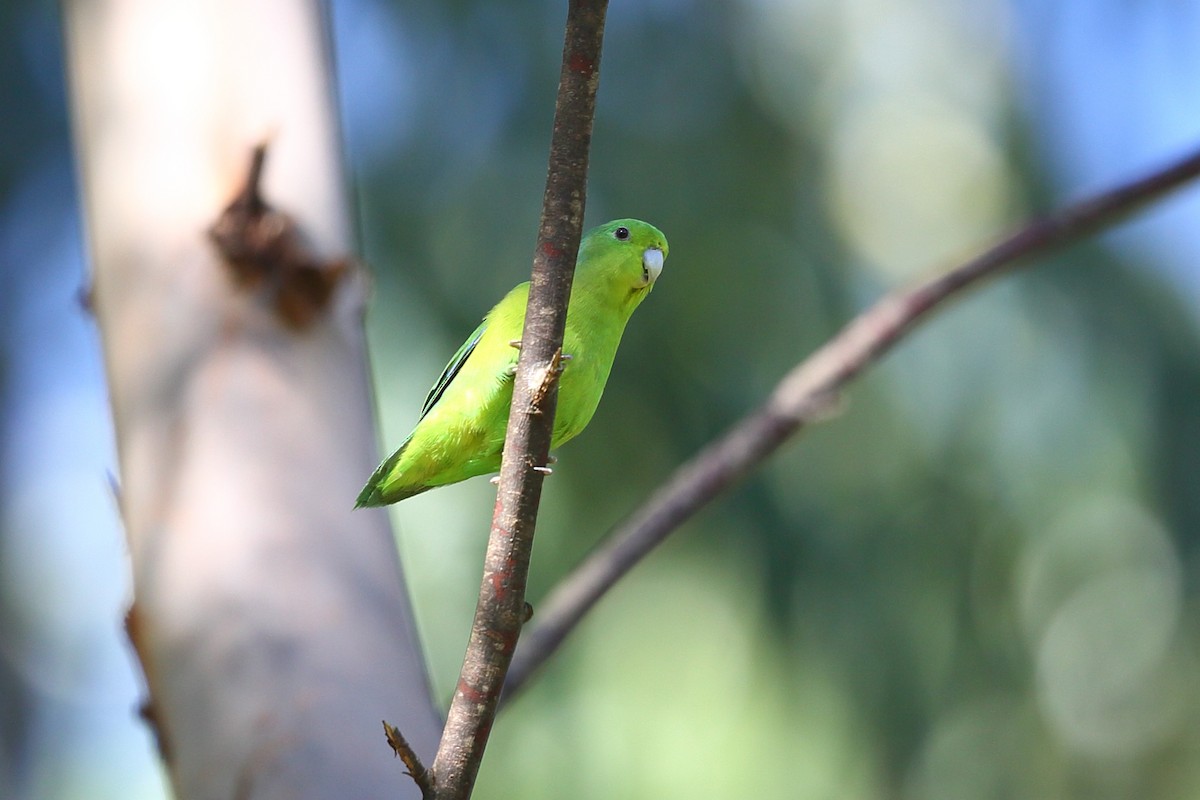 Cobalt-rumped Parrotlet - ML204234521