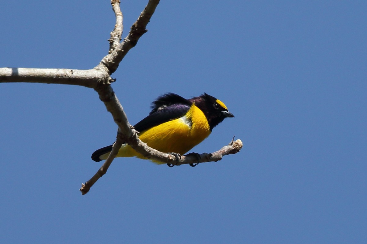 Purple-throated Euphonia - ML204234551