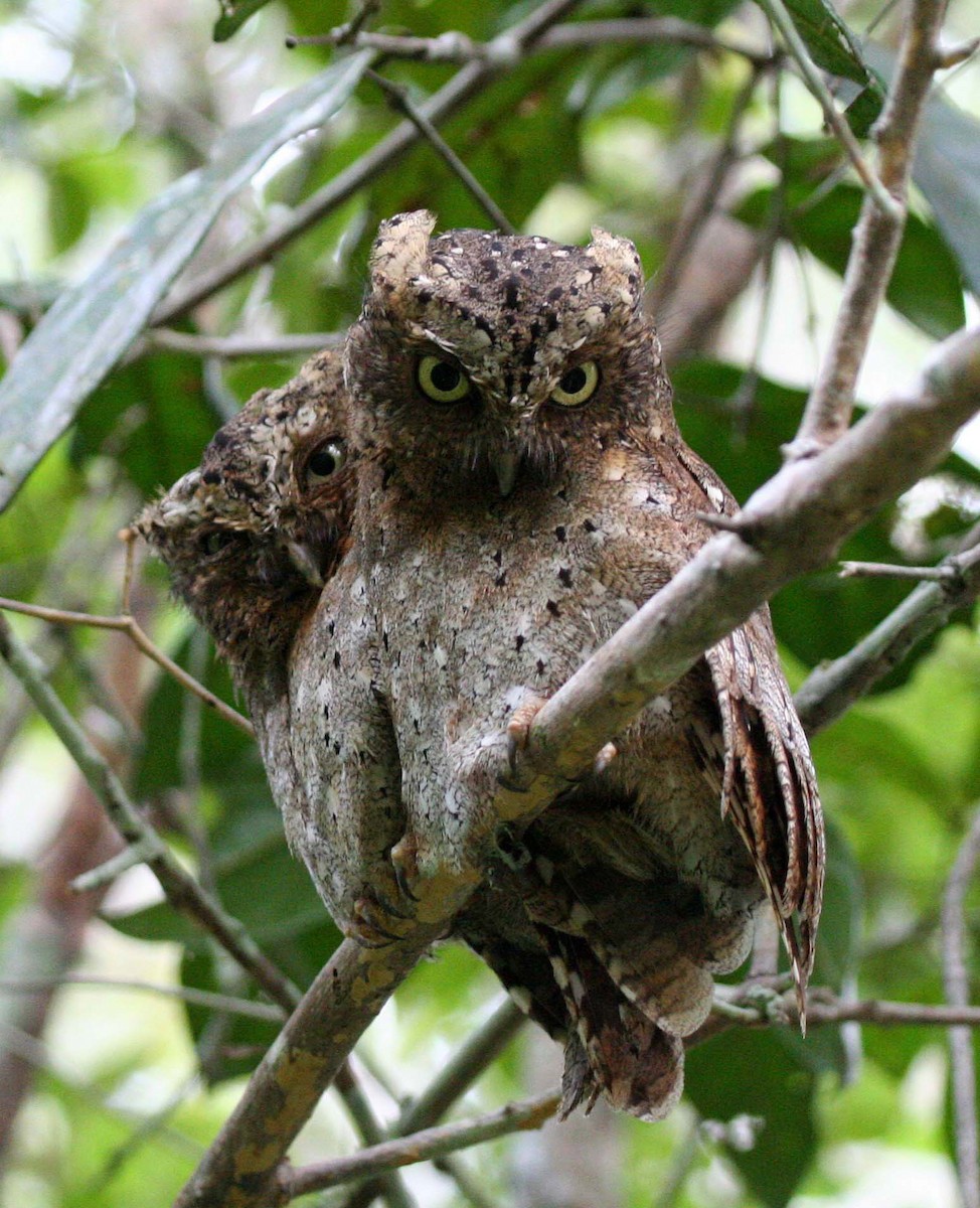 Sokoke Scops-Owl - ML204235011