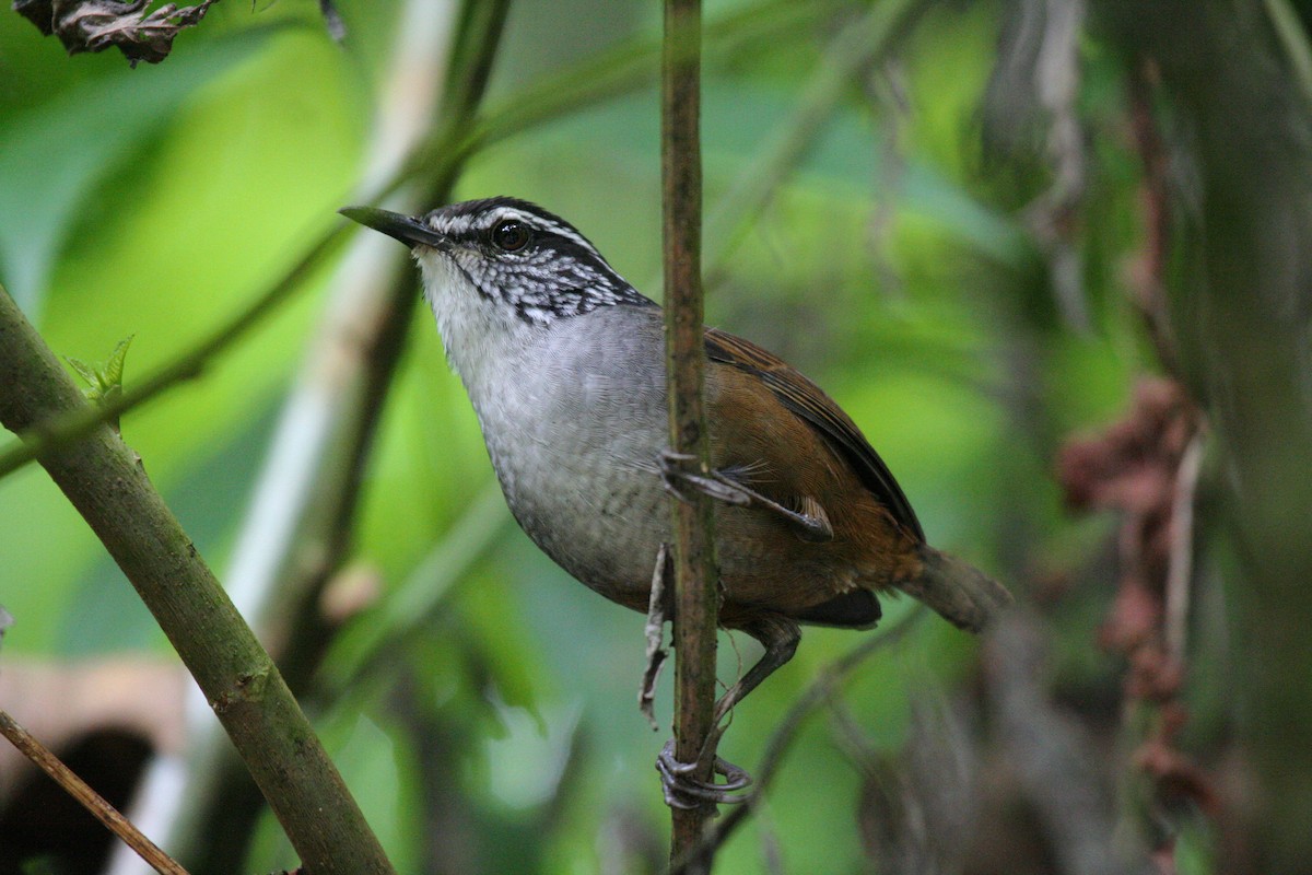 Gray-breasted Wood-Wren - Megan Perkins