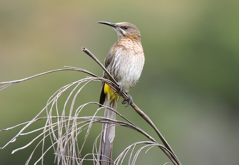 Cape Sugarbird - ML204235161