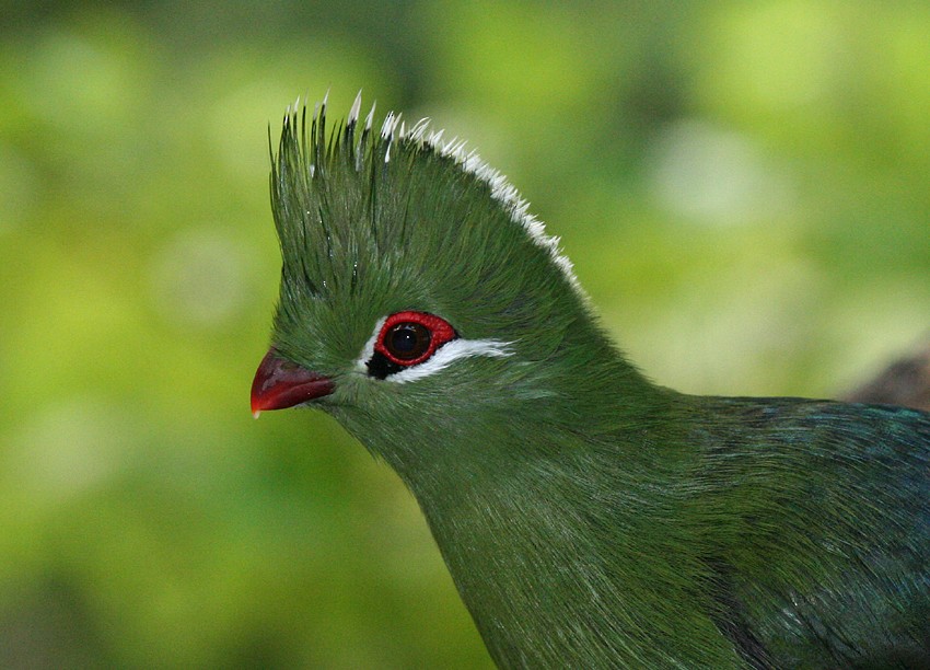 Knysna Turaco - Megan Perkins